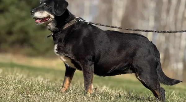 Pies do adopcji, Pieczyska, 23 kwietnia 2025 (1/5)