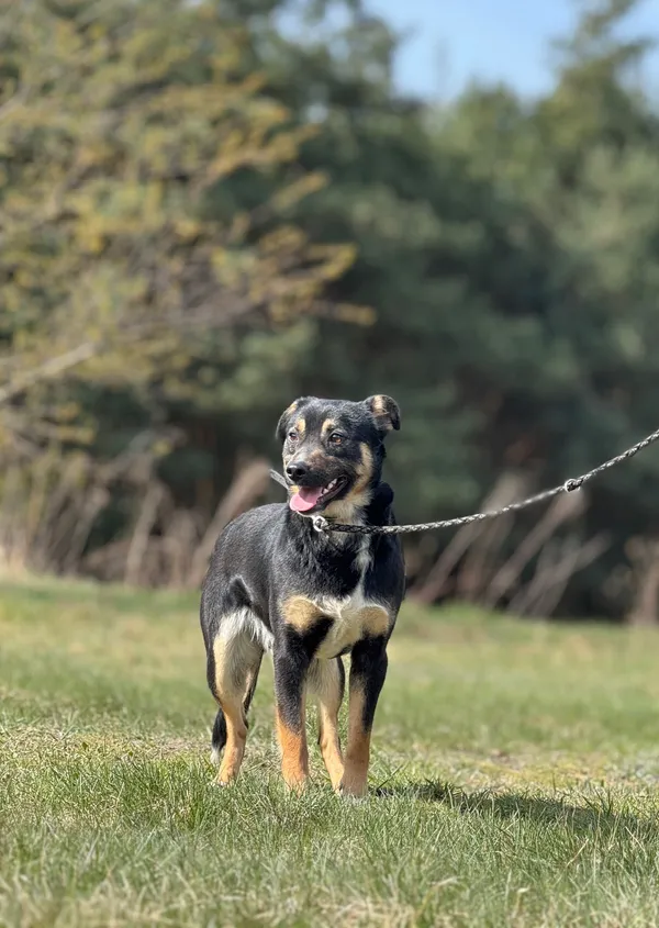 Pies do adopcji, Pieczyska, 23 kwietnia 2025 (2/5)