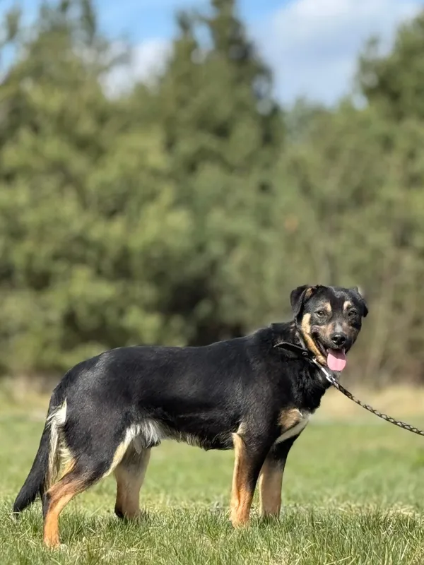 Pies do adopcji, Pieczyska, 23 kwietnia 2025 (3/5)