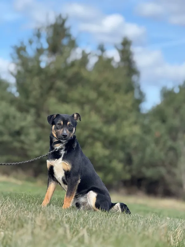 Pies do adopcji, Pieczyska, 23 kwietnia 2025 (4/5)