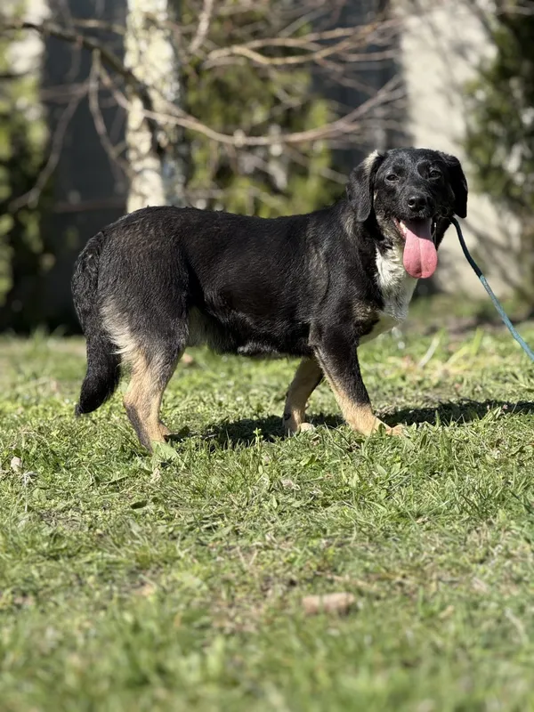 Pies do adopcji, Pieczyska, 23 kwietnia 2025 (2/5)