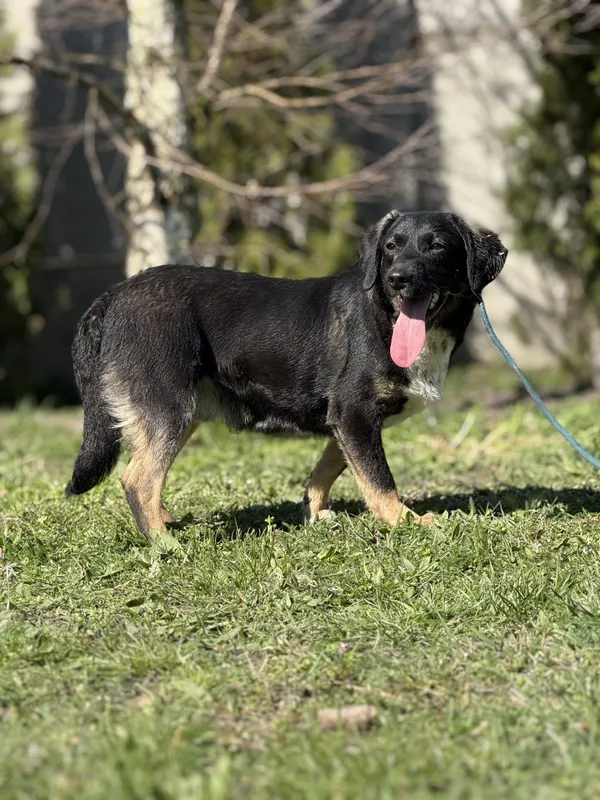 Pies do adopcji, Pieczyska, 23 kwietnia 2025 (3/5)