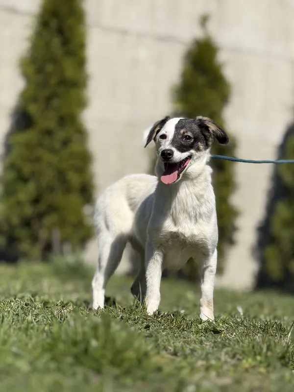 Pies do adopcji, Pieczyska, 23 kwietnia 2025 (2/5)