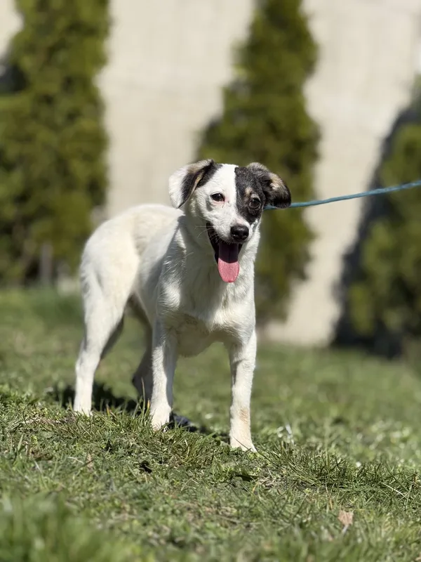 Pies do adopcji, Pieczyska, 23 kwietnia 2025 (5/5)