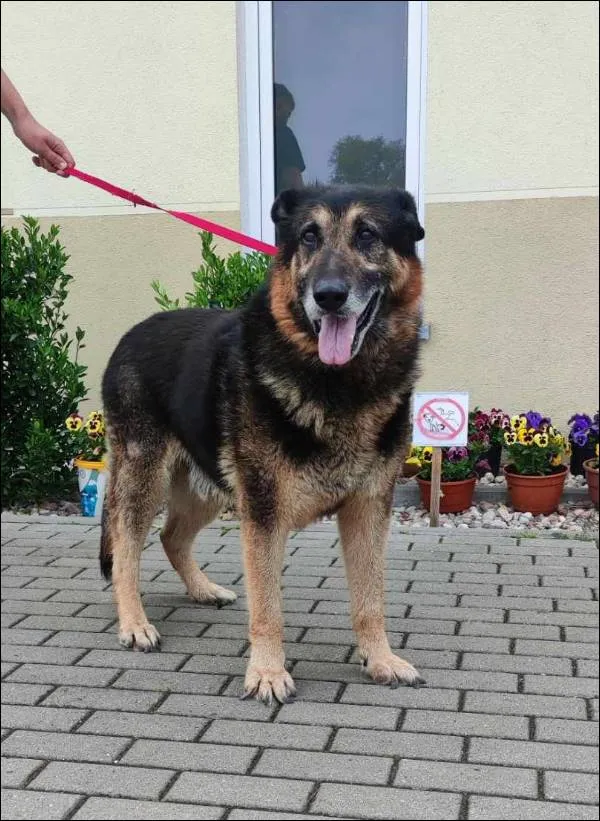 Znaleziono psa, Grudziądz, 23 kwietnia 2025