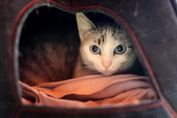 Znaleziono kota, Wałbrzych, 4 kwietnia 2025