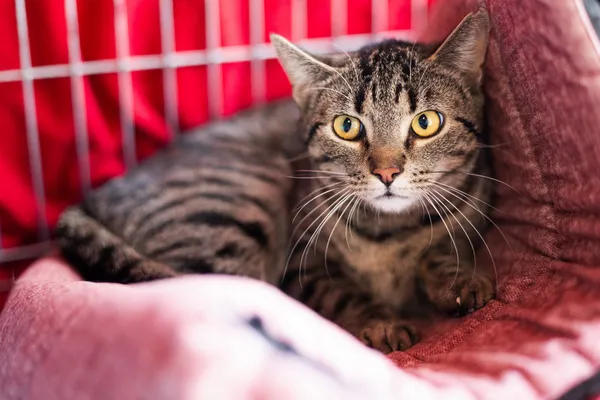 Znaleziono kota, Wałbrzych, 3 kwietnia 2025