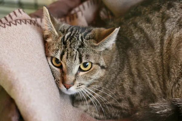 Znaleziono kota, Wałbrzych, 3 kwietnia 2025 (1/2)