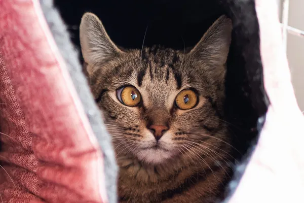 Znaleziono kota, Wałbrzych, 3 kwietnia 2025 (2/2)