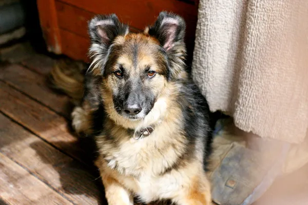 Znaleziono psa, Wałbrzych, 6 kwietnia 2025 (1/2)