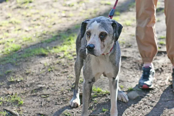 Znaleziono psa, Wałbrzych, 2 kwietnia 2025