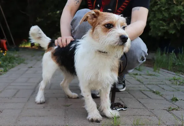 Znaleziono psa, Łódź, 23 kwietnia 2025 (1/5)