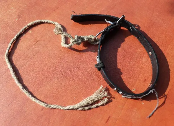 Znaleziono psa, Łódź, 23 kwietnia 2025 (3/5)