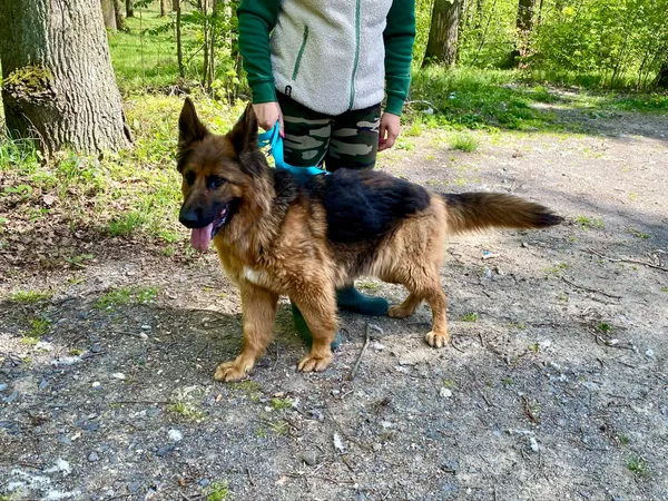 Pies do adopcji, gmina Platerówka, 23 kwietnia 2025 (3/3)