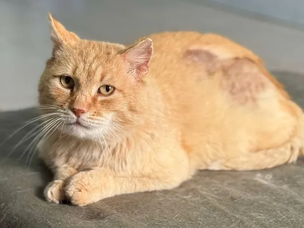 Znaleziono kota, Lublin, 18 kwietnia 2025