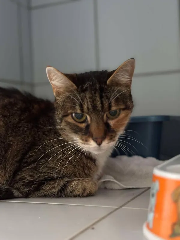 Znaleziono kota, Lublin, 22 kwietnia 2025