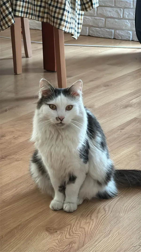 Zaginął kot, Kutno, 24 kwietnia 2025 (1/6)