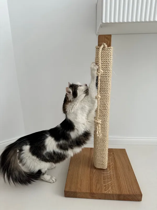 Zaginął kot, Kutno, 24 kwietnia 2025 (3/6)