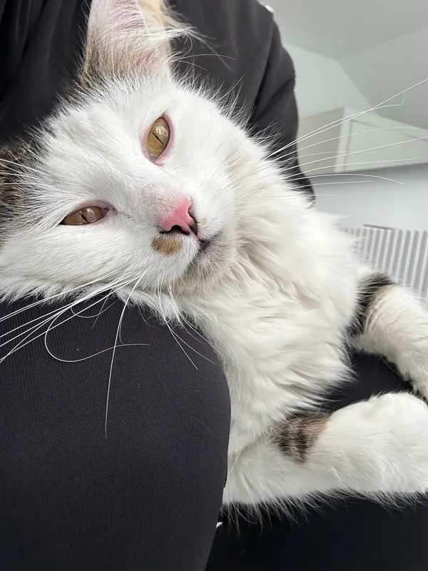 Zaginął kot, Kutno, 24 kwietnia 2025 (4/6)