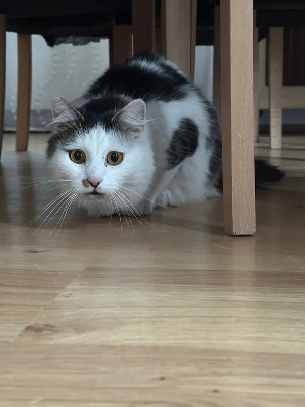 Zaginął kot, Kutno, 24 kwietnia 2025 (6/6)