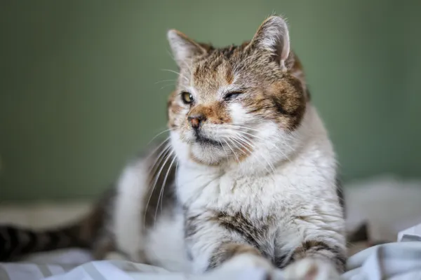 Znaleziono kota, Sosnowiec, 23 kwietnia 2025 (2/5)