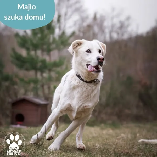 Pies do adopcji, Dąbrówka, 24 kwietnia 2025 (2/5)