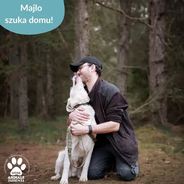 Pies do adopcji, Dąbrówka, 24 kwietnia 2025 (3/5)