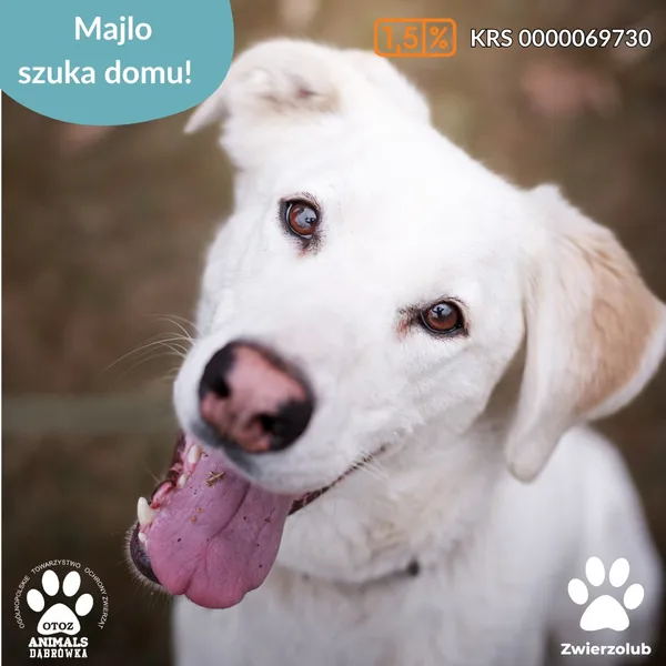 Pies do adopcji, Dąbrówka, 24 kwietnia 2025 (5/5)