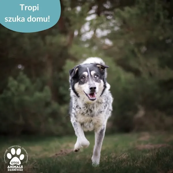 Pies do adopcji, Dąbrówka, 24 kwietnia 2025 (3/5)