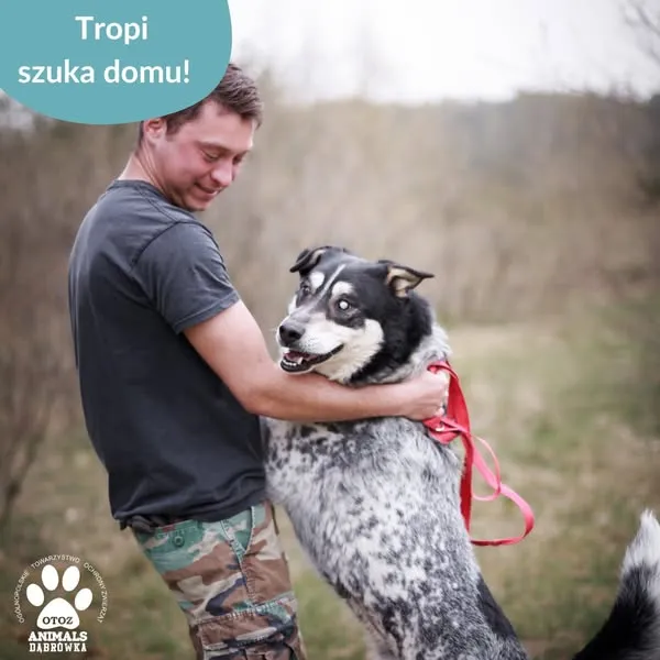 Pies do adopcji, Dąbrówka, 24 kwietnia 2025 (4/5)
