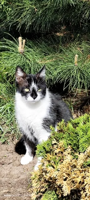 Kot do adopcji, Piła, 19 marca 2024 (1/3)