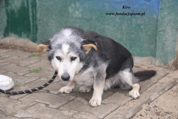 Pies do adopcji, Nowy Dwór Mazowiecki, 24 kwietnia 2025 (1/5)