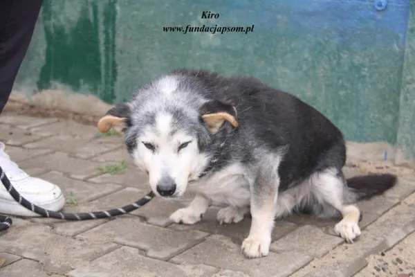 Pies do adopcji, Nowy Dwór Mazowiecki, 24 kwietnia 2025 (4/5)