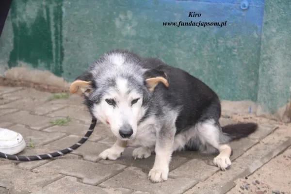 Pies do adopcji, Nowy Dwór Mazowiecki, 24 kwietnia 2025 (5/5)