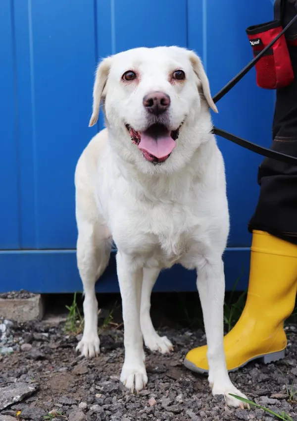 Znaleziono psa, Łódź, 23 kwietnia 2025 (1/5)