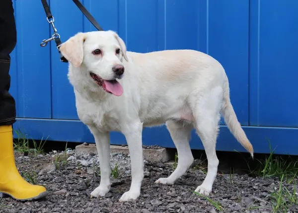 Znaleziono psa, Łódź, 23 kwietnia 2025 (2/5)