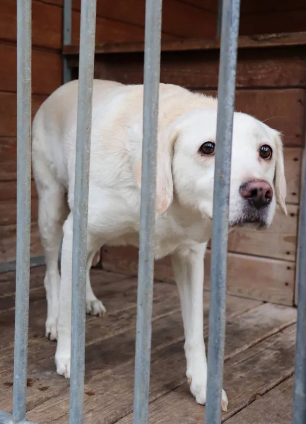 Znaleziono psa, Łódź, 23 kwietnia 2025 (3/5)