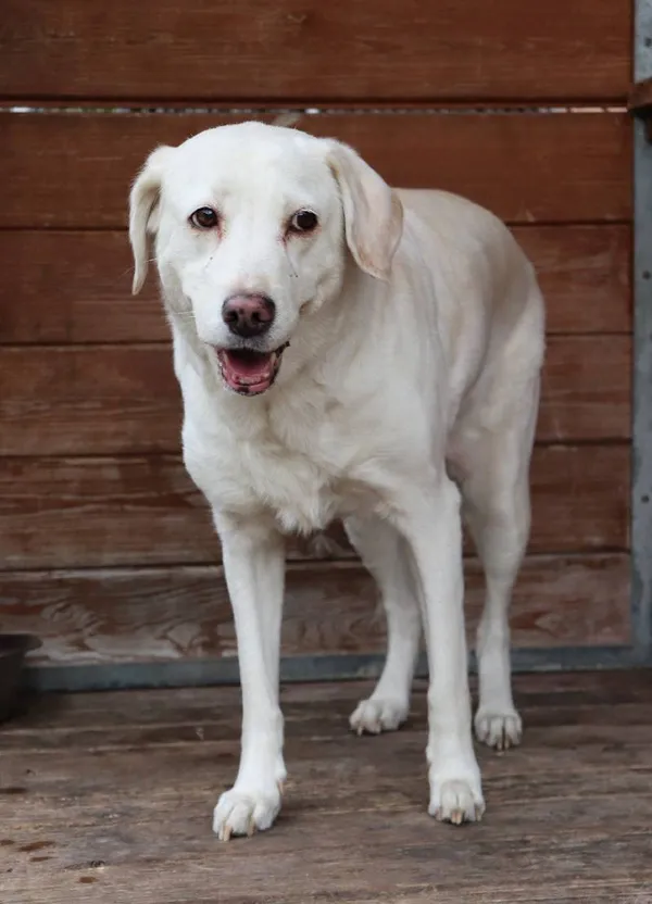 Znaleziono psa, Łódź, 23 kwietnia 2025 (4/5)