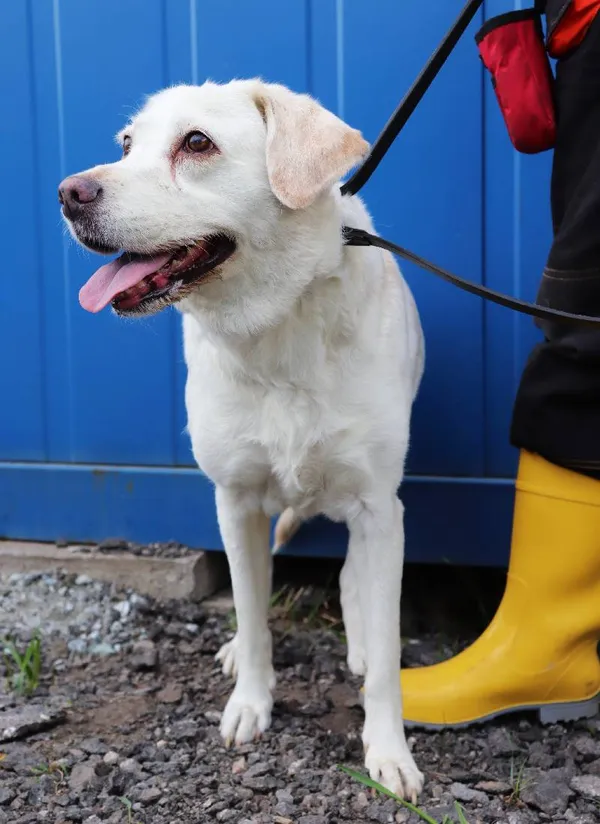 Znaleziono psa, Łódź, 23 kwietnia 2025 (5/5)