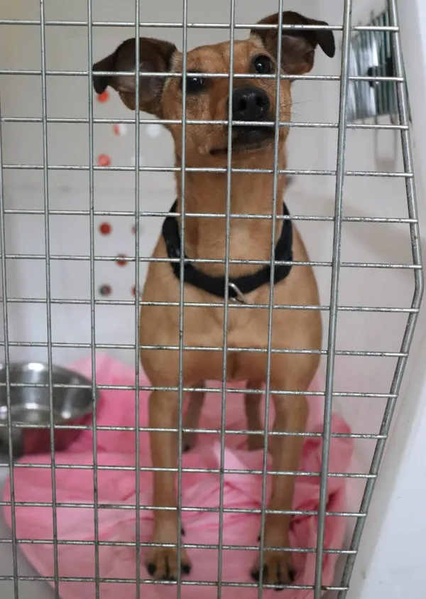 Znaleziono psa, Łódź, 23 kwietnia 2025 (1/4)