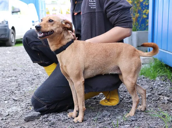 Znaleziono psa, Łódź, 23 kwietnia 2025 (2/4)