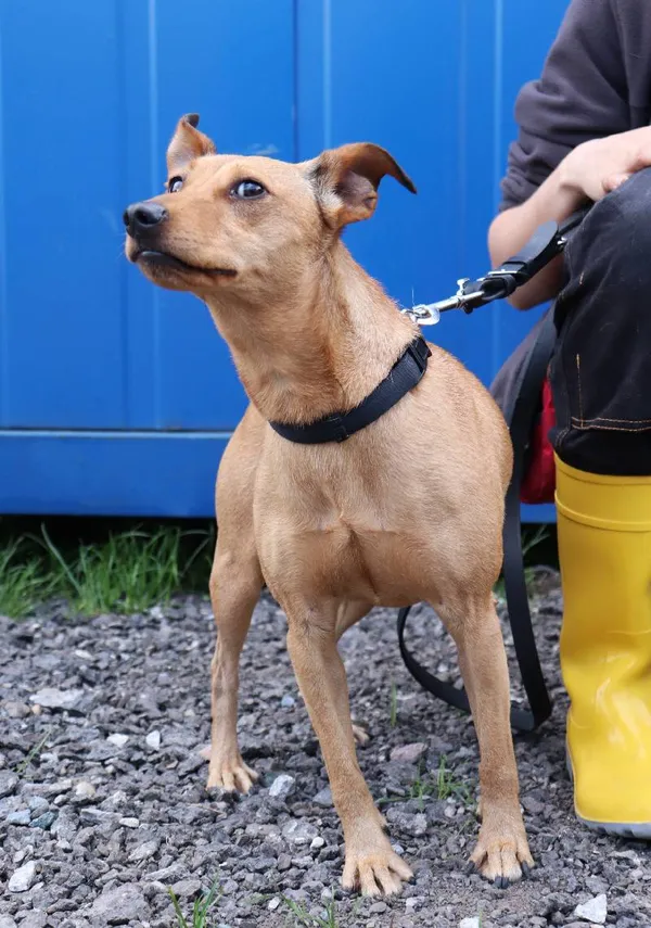 Znaleziono psa, Łódź, 23 kwietnia 2025 (3/4)