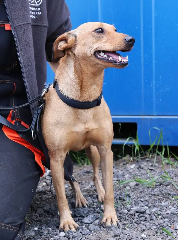 Znaleziono psa, Łódź, 23 kwietnia 2025 (4/4)