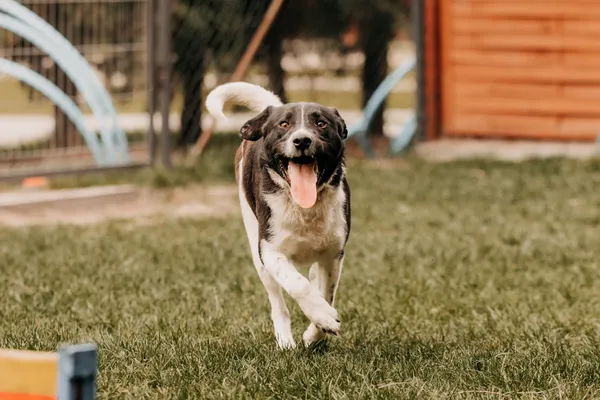 Pies do adopcji, Czartki, 24 kwietnia 2025 (1/5)