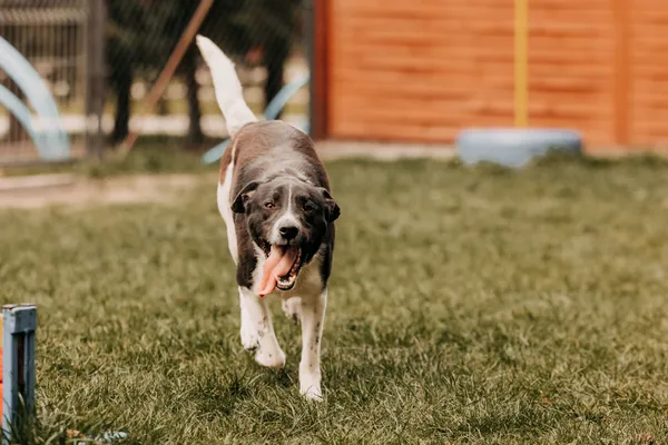 Pies do adopcji, Czartki, 24 kwietnia 2025 (2/5)