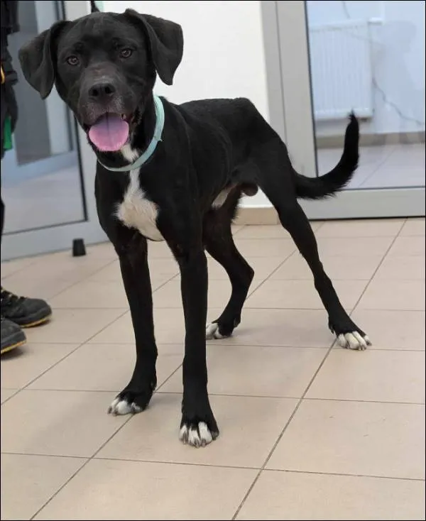 Znaleziono psa, Grudziądz, 27 września 2024