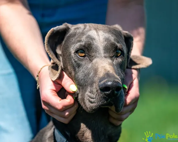 Znaleziono psa, Racławice, 18 kwietnia 2025 (2/5)