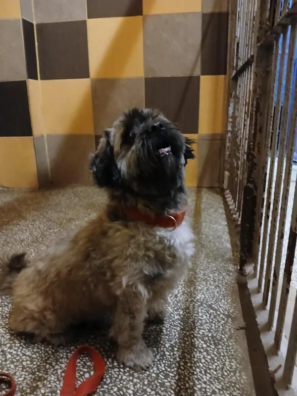 Pies do adopcji, Włocławek, 24 kwietnia 2025