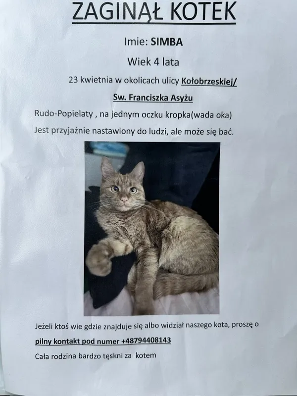 Zaginął kot, Łódź, 24 kwietnia 2025