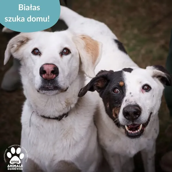 Pies do adopcji, Dąbrówka, 24 kwietnia 2025 (4/5)